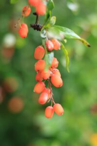 転職後に内定を承諾した場合の辞退は可能ですか？